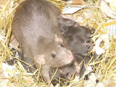 Potkan Dumbo i st. šlechtěná miminka